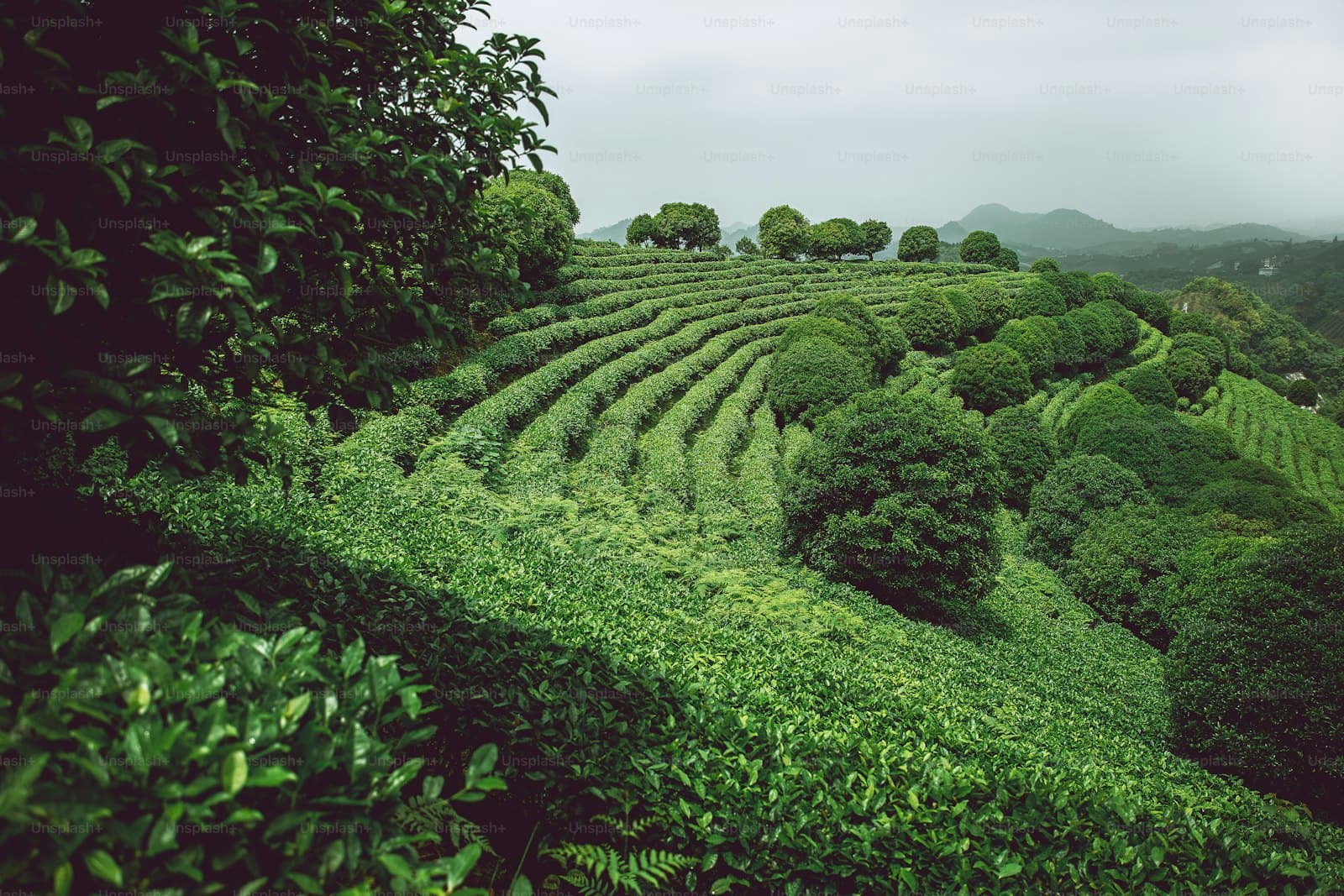 Coorg, Karnataka