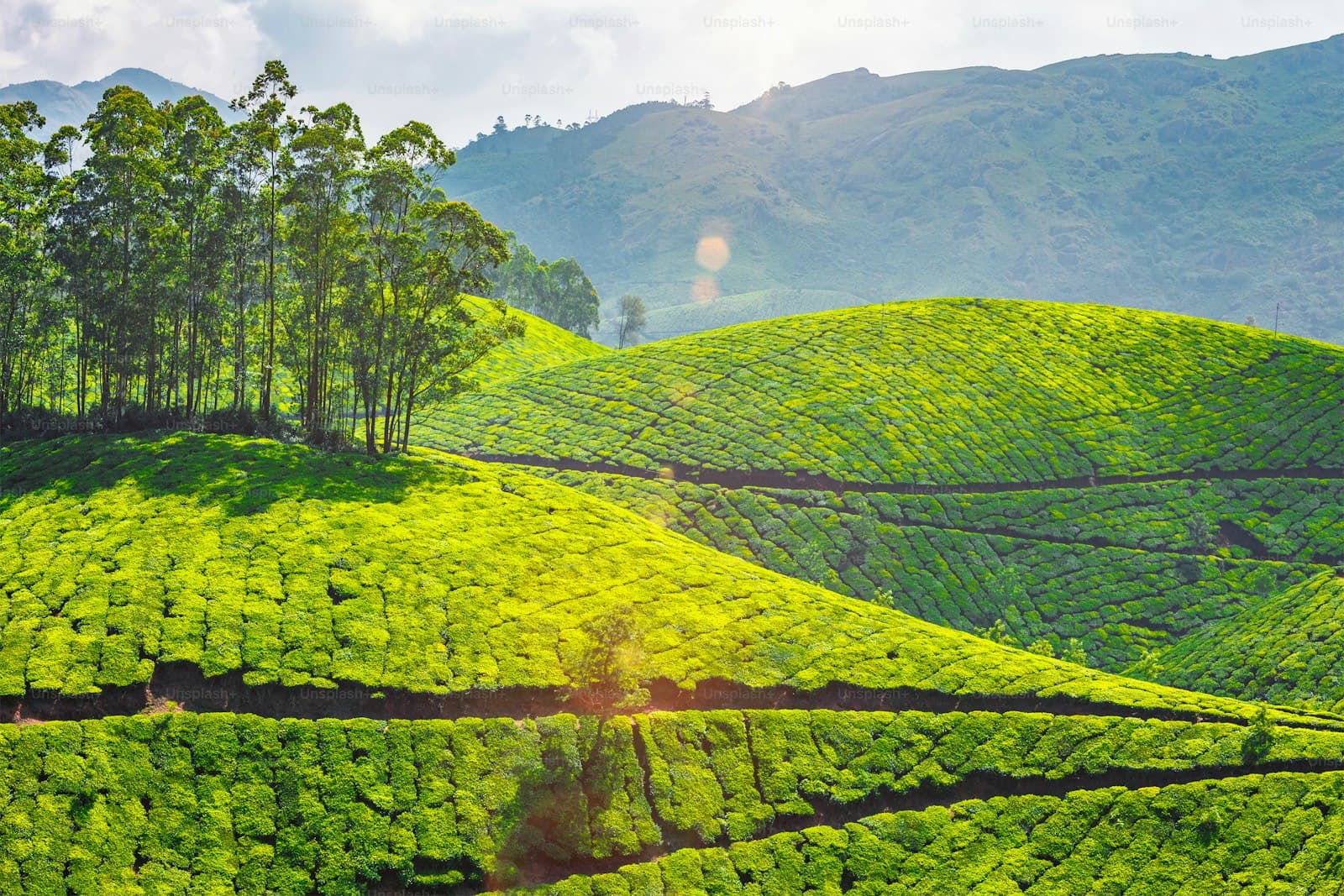 Munnar, Kerala